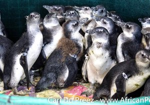 African penguin chicks removed from Dyer Island